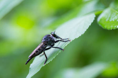 Robber flyの写真素材
