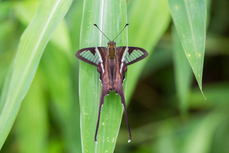 a Lamproptera curius collecting nectarの写真素材