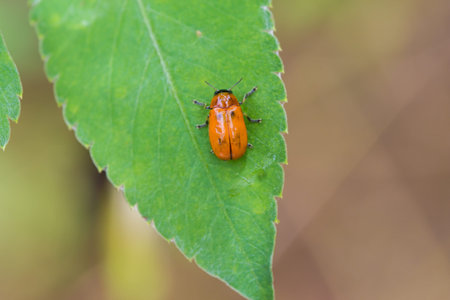 Beetle on the leaf