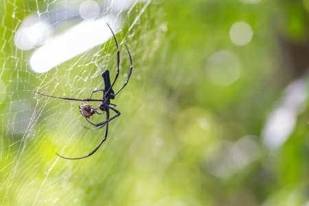Spider on the webの写真素材