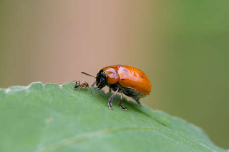 Beetle on the leafの写真素材