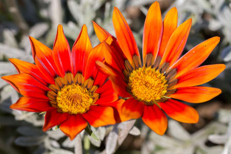 Gazania Rigensの写真素材