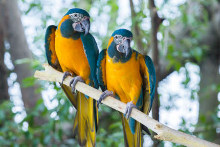 Parrots stand on the tree branchの写真素材