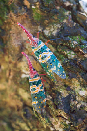 Lantern fly on the tree trunkの写真素材