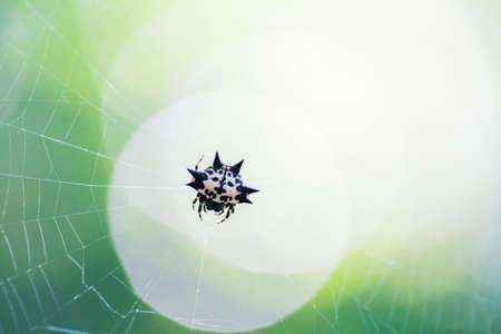 Little devil Spider on the webの写真素材