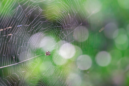 Little devil Spider on the web