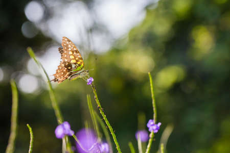 Green Butterfly on the flowerの写真素材