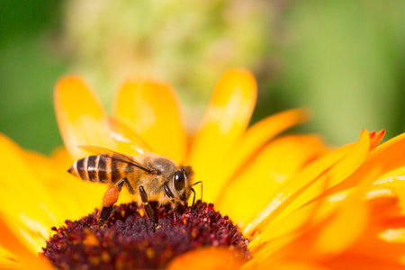 Bee on the yellow daisy flower