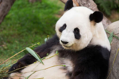 Closeup of a cute Panda Bearの写真素材