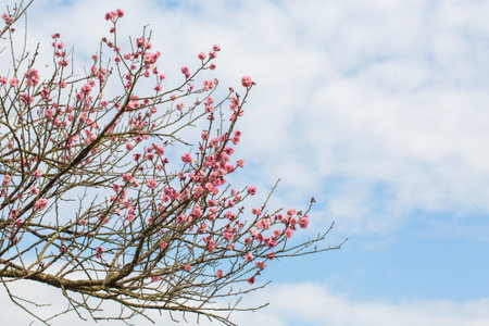 Pink Plum blossom, known as Mume flower in Chinese