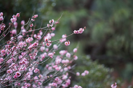 Pink Plum blossom, known as Mume flower in Chineseの写真素材