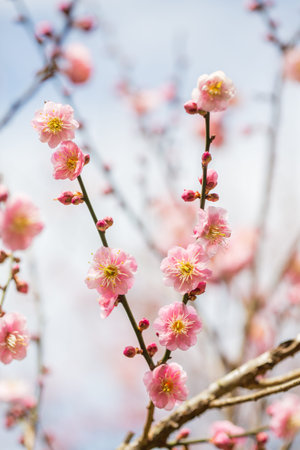 Pink Plum blossom, known as Mume flower in Chinese