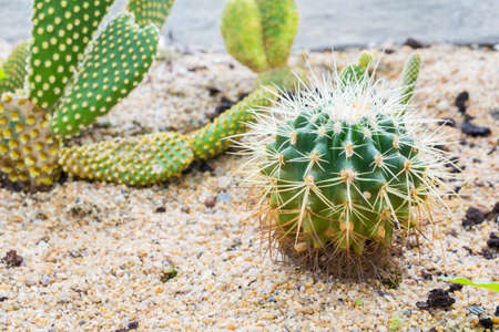 Close up of cactus with long thornsの写真素材
