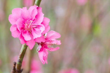 peach flowers blossom in Springの写真素材