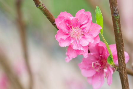 peach flowers blossom in Springの写真素材