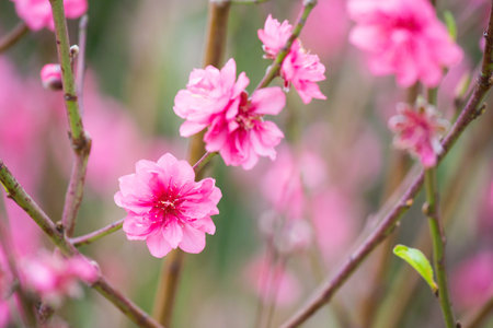 peach flowers blossom in Springの写真素材