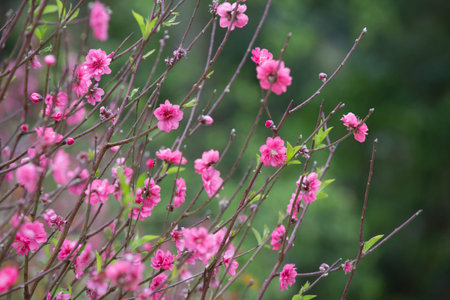peach flowers blossom in Springの写真素材