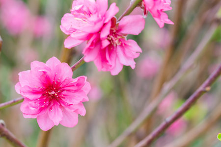 peach flowers blossom in Springの写真素材