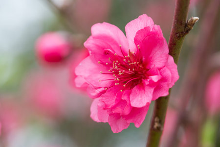 peach flowers blossom in Springの写真素材