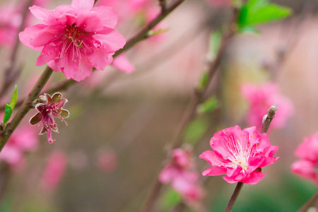 peach flowers blossom in Springの写真素材