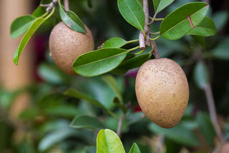 Sapodilla fruit on the treeの写真素材