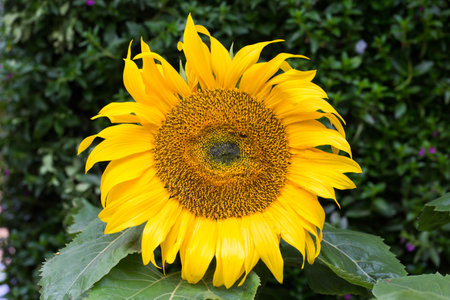 Sun Flower in the fieldの写真素材