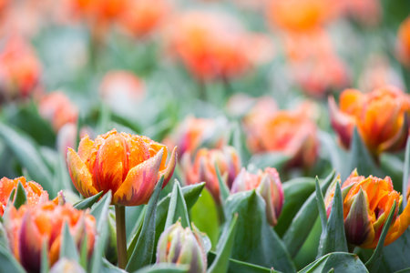 Orange Tulipsの写真素材