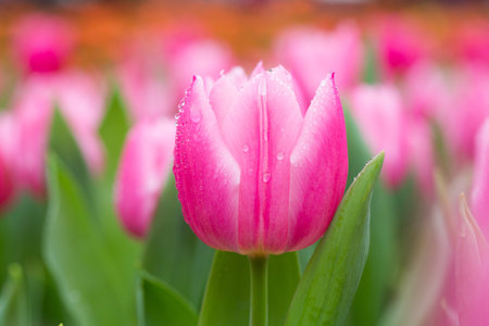 Raindrop on the pink tulips