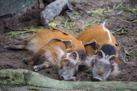 Red river hogsの写真素材