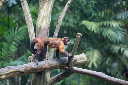 Brown Capuchin monkey on the treeの写真素材