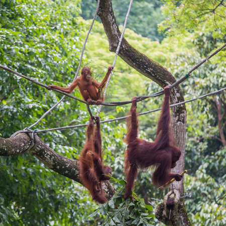orang utans hanging on the rope