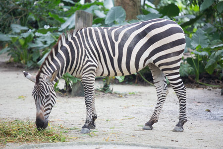 Zebraの写真素材
