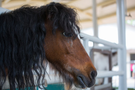 Black horse in stableの写真素材