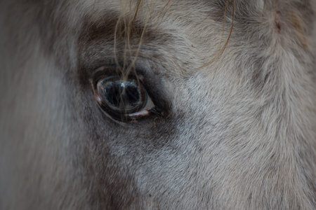 Close up of a white horseの写真素材
