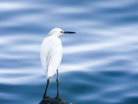 Heron .の写真素材