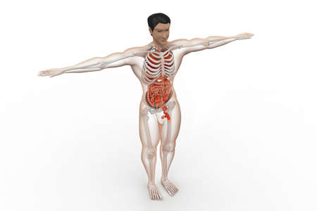 human anatomyの写真素材