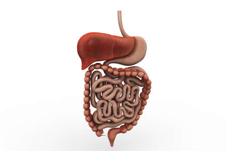 human digestive systemの写真素材