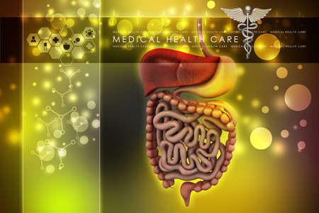 human digestive systemの写真素材