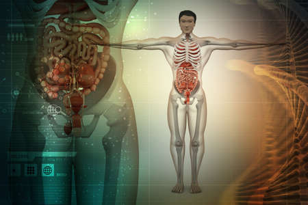 human anatomyの写真素材