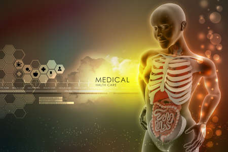human anatomyの写真素材