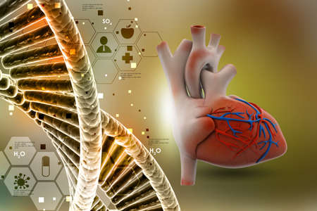 Human heartの写真素材