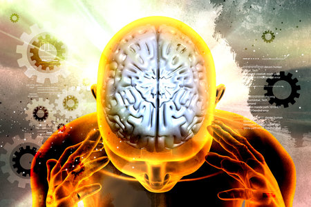 representation of female brain