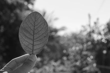 Catch falling leavesの写真素材