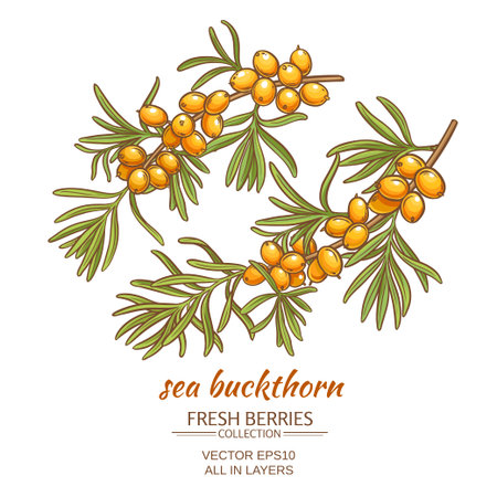sea buckthorn  on white backgroundのイラスト素材