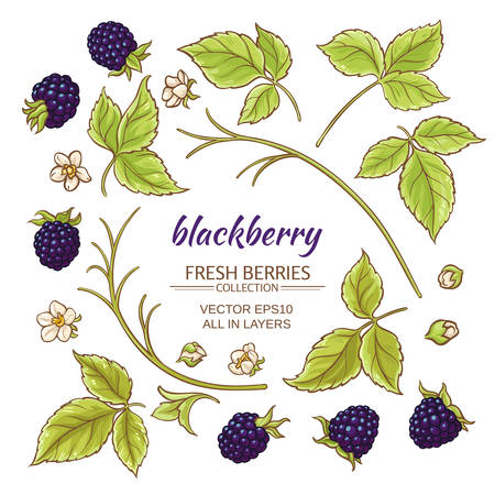 blackberry elements vector set on white backgroundのイラスト素材