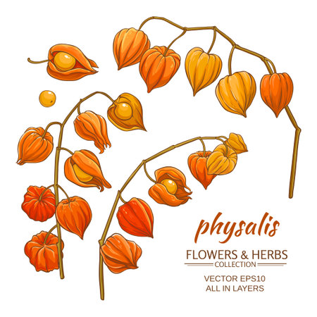 physalis branches set on white backgroundのイラスト素材