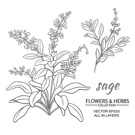 sage herb vector illustration on white backgroundのイラスト素材