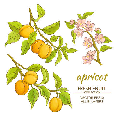apricot branches vector set on white backgroundのイラスト素材