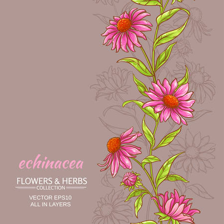echinace purpurea vector backgroundのイラスト素材