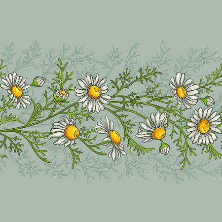 chamomile vector patternのイラスト素材